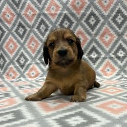 Boy 1 - Red male Dachshund puppy in Hoover, Alabama from Tide Town Doxies