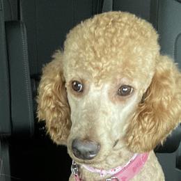 Elli - Goldendoodle