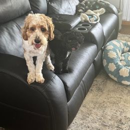 Cockapoo and Goldendoodle All Grown Up from Meghan McKay
