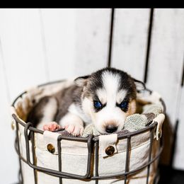 Siberian Husky Puppies from Tundra Dogs