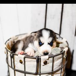 Siberian Husky Puppies from Tundra Dogs