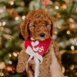Goldendoodle and Sheepadoodle Puppies from Dooling Doodles