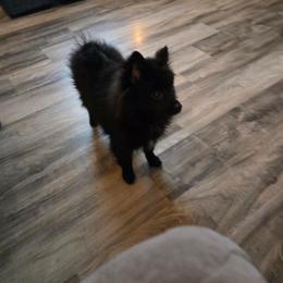Little girl - Black female Pomeranian puppy in Newport News, Virginia from Itty Bitty Poms
