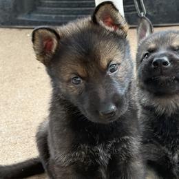 Red - Sable male German Shepherd puppy in Buffalo, West Virginia from Z Tykev Vino LLC