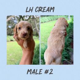 Cooper - Cream male Dachshund puppy in Pierson, Florida from Paige’s Mini Dachshunds