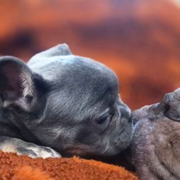 Angel - Tricolors female French Bulldog puppy in Burleson, Texas from Diamond Deluxx Frenchies