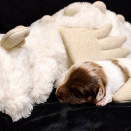 Phantom - Piebald female Dachshund puppy in North Reading, Massachusetts from The Well Tempered Dachshund
