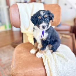 Bonnie - Tri-color female Bernedoodle puppy in Buda, Illinois from Hamilton Farm Doodles