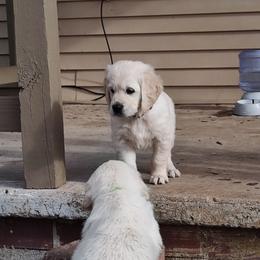 Nova - Light golden female Golden Retriever puppy in Seymour, Missouri from High Road Golden Retrievers