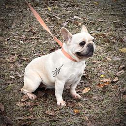 Ava - French Bulldog
