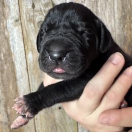 Silver Collar Male - Black and white male Great Dane puppy in Wimberley, Texas from Heart of Texas Great Danes