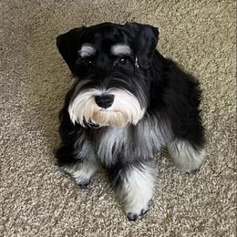 Miniature Schnauzers from Barbara's Miniature Schnauzers