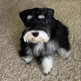 Miniature Schnauzers from Barbara's Miniature Schnauzers