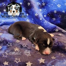 Girl 3 - female Australian Shepherd puppy in Harpers Ferry, Iowa from Wexford Creek Aussies, LLC