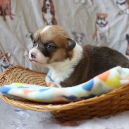 Girl 2 - Pembroke Welsh Corgi puppy in Karnack, Texas from Sureshot Corgis