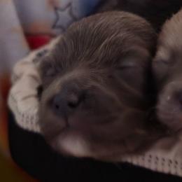 Lil Blu - Blue male Pomeranian puppy in Mays Landing, New Jersey from KB Pom Pups