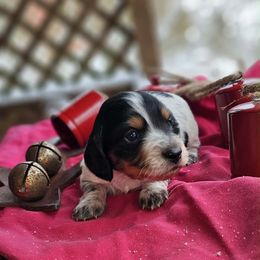 Klaus - Piebald male Dachshund puppy in Bergen, New York from T. Rex Doxies & Friends
