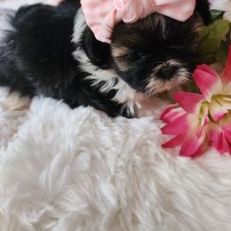 Shih Tzu Puppies from Grandma Ts Precious Puppies