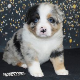 Miniature Australian Shepherd Puppies from Aussie Amor