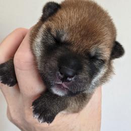 Shiba Inu Puppies from Jogoso Shibas