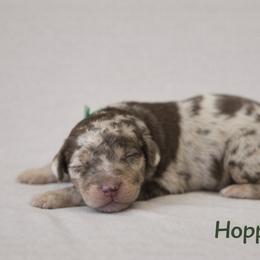 Jim Hopper - Chocolate merle male Bernedoodle puppy in Bennett, Colorado from Darling Paws Bernedoodles, LLC