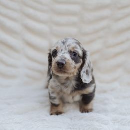 Dachshund Puppies from Little Loves