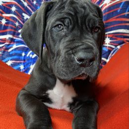 Black Cat - Black male Great Dane puppy in White City, Kansas from Southwind Great Danes