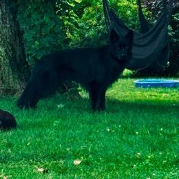 Soren - German Shepherd