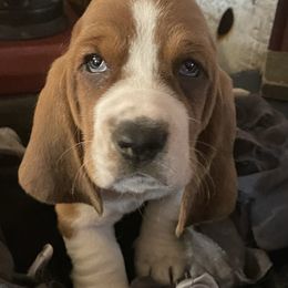 Basset Hound Puppies from Rain and Snow Bassets
