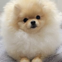 Pomeranian Puppies from Halo Poms