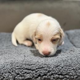 Moby - Piebald male Dachshund puppy in Wesley Chapel, Florida from Russell Lee Overton