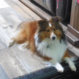 Shetland Sheepdog All Grown Up from Fox Point Farm Toy Shelties