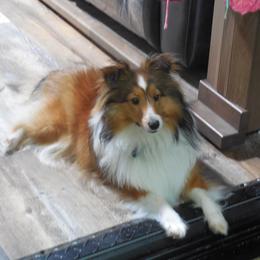 Shetland Sheepdog All Grown Up from Fox Point Farm Toy Shelties