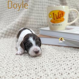Doyle - Chocolate male Goldendoodle puppy in Dallas County, Texas from Dream A Little Doodle