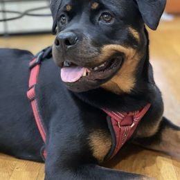 Rottweiler Puppies from Lori's Rottweilers