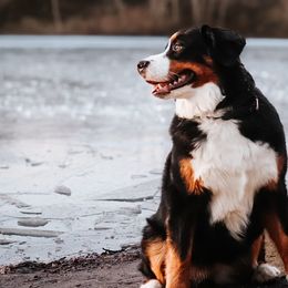 Bernese Mountain Dogs from Rebel Mountain Bernese
