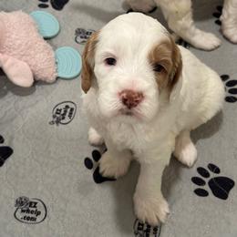 Boy 4 - Cream male Australian Labradoodle puppy in Bend, Oregon from High Desert Labradoodles