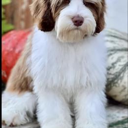Splash - Australian Labradoodle