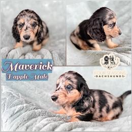 Maverick - Dapple male Dachshund puppy in Meadville, Pennsylvania from Four Seasons Dachshunds