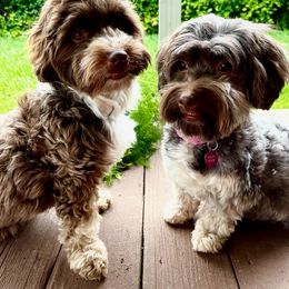 Havanese Puppies from Havareese Havanese
