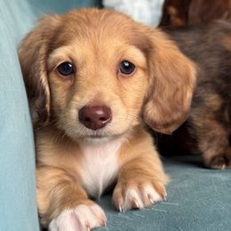 William - Cream male Dachshund puppy in Krum, Texas from Tired Chef Dachshunds