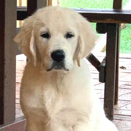 Golden Retrievers from Costadoro Golden Retrievers