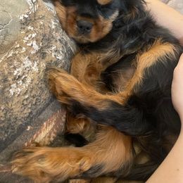 Cavalier King Charles Spaniel Puppies from Carter Woods Cavaliers