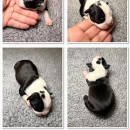 Boston Terrier Puppies from NW Boston Terriers