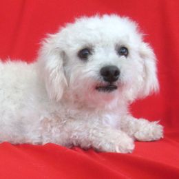 Buddy - Bichon Frise