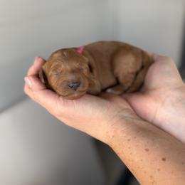 Bright pink - Red  female Goldendoodle puppy in Meridian, Idaho from Goldendoodle of Idaho