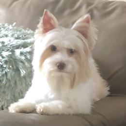 Honey - Yorkshire Terrier