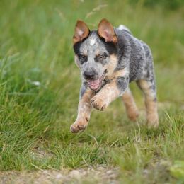Australian Cattle Dog and Collie Puppies from Blackberry Hills