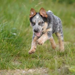 Australian Cattle Dog and Collie Puppies from Blackberry Hills
