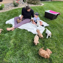 Cockapoo Puppies from Maple’s Cockapoo Puppies